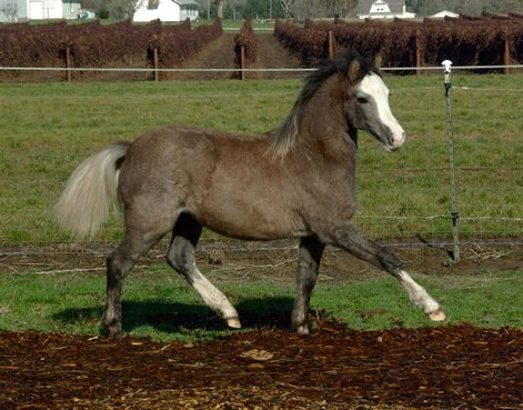 Lochinvar Debonair at 9 months