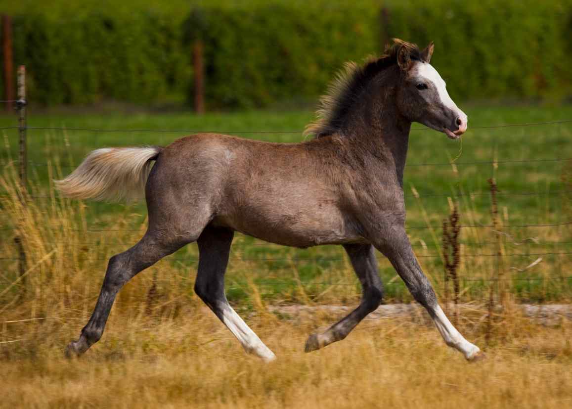 Lochinvar Debonair
