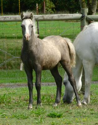 Lochinvar Phineas