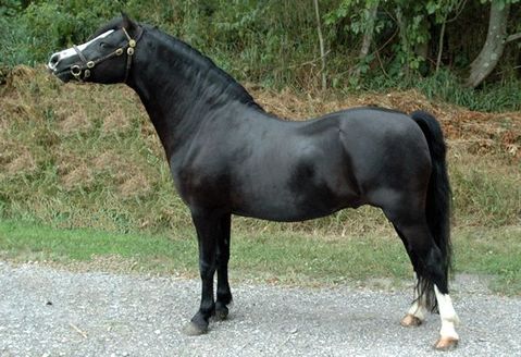 Lochinvar Donatello