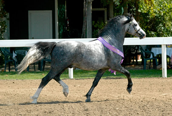 Supreme Champion Lochinvar Leading Man