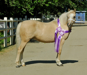 Supreme Champion Lochinvar Pandora