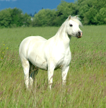 Lochinvar Patience